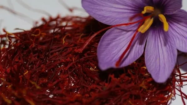تصویر 2 از خرید ریشه زعفران + قیمت فروش استثنایی